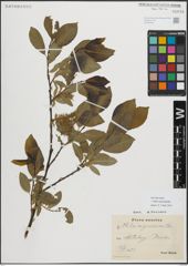 Foto von Salix myrsinifolia Salisb.